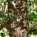 Old Ceriops tagal (Yellow Mangrove) コヒルギ in Holloways Beach. The trunk always has some light orange bits.<br />Canon KDX (400D) + EFS60 F2.8